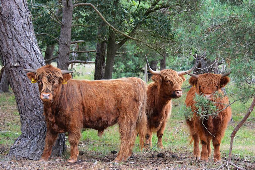 Hören, sehen und schweigen, Schottische Hochlandbewohner von My Footprints