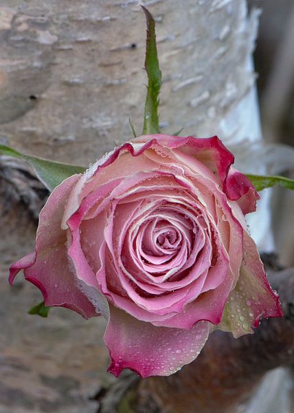 Rose roos met regendruppels von Ina Hölzel
