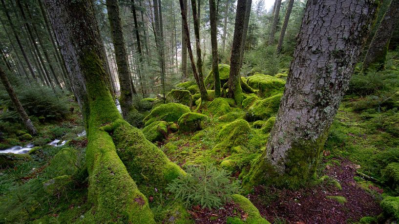 Moos im Wald von Sam Mannaerts
