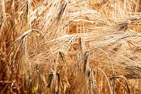 Ernten Sie in der schönen Limburg-Landschaft des Frühlingskorn- und Weizengrases