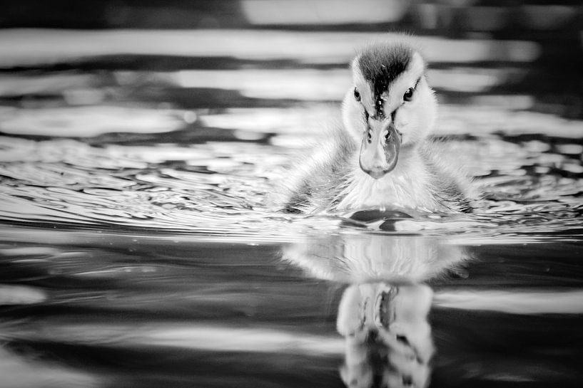Eendje von Lonneke Prins