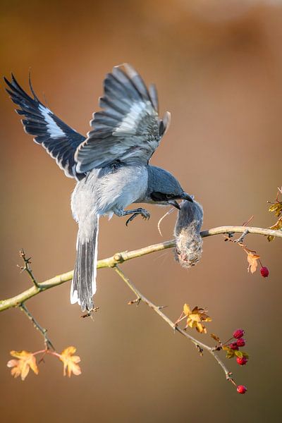 poppycock by Andy van der Steen - Fotografie
