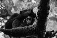 Bébé chimpanzé, Ouganda, noir et blanc
