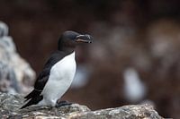 Razorbill