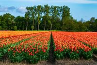 Bunte Zwiebelfelder in der Zwiebelregion
