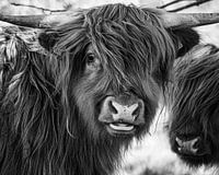 Portrait d'un highlander écossais dans le domaine du nudisme