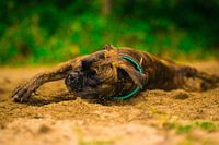 Das Hundeleben kann schon hart sein