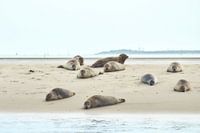 zeehonden op zandbank.
