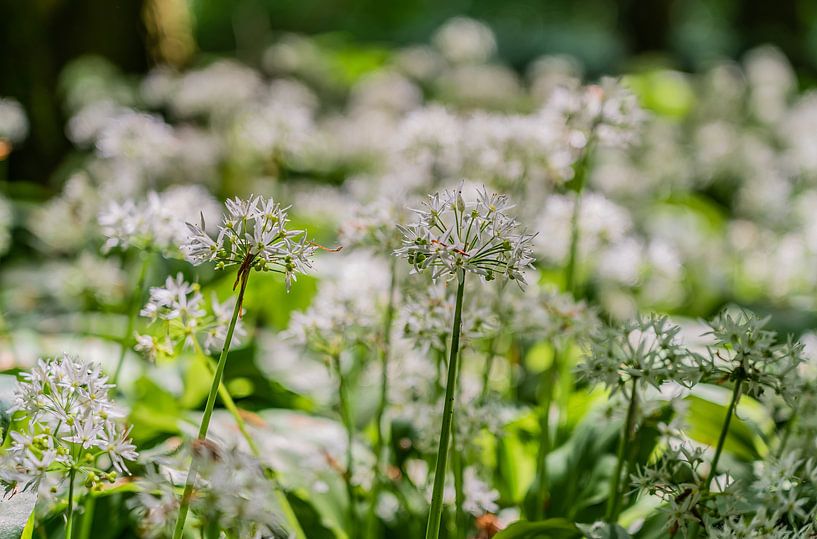 Bärlauch im Amsterdamer Wald von Jeroen de Jongh Fotografie