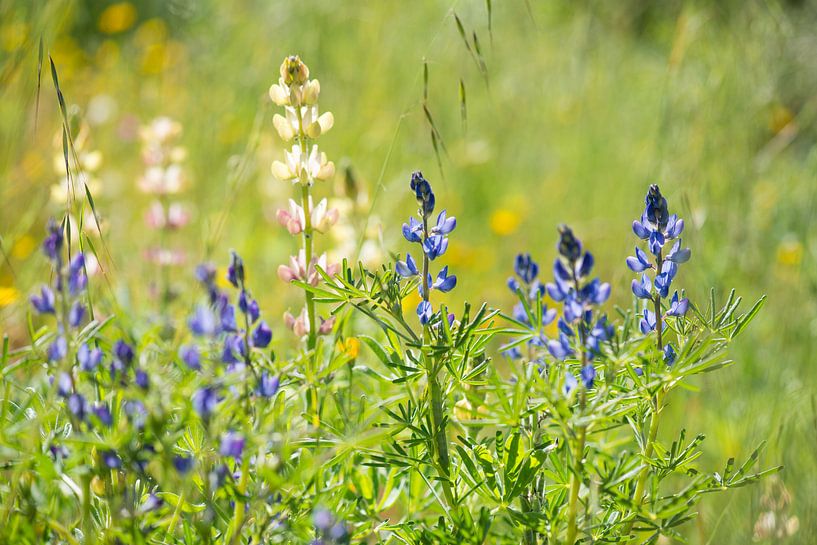lupins dans l'herbe par Hanneke Luit
