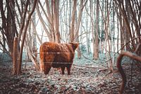 Schottischer Highlander