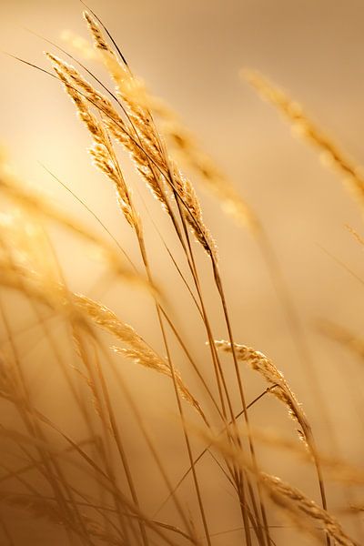 Golden yellow grass, backlight by Melissa Peltenburg