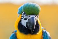 Blauwgele ara close-up