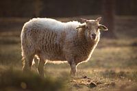 Lonely sheep at sunset