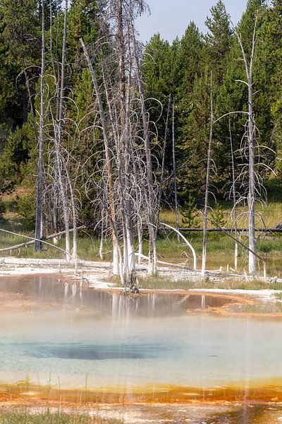 Parc national de Yellowstone, États-Unis par Jeroen van Deel