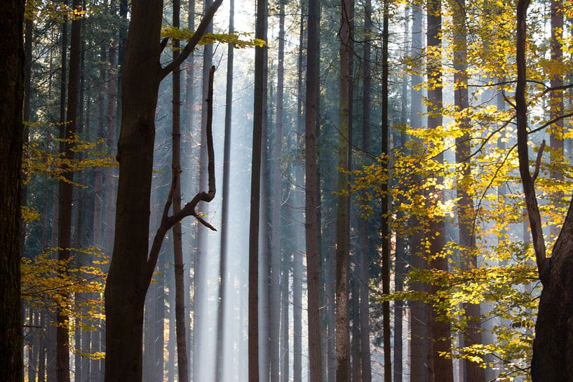 Forest of dancing trees by Esther Ehren