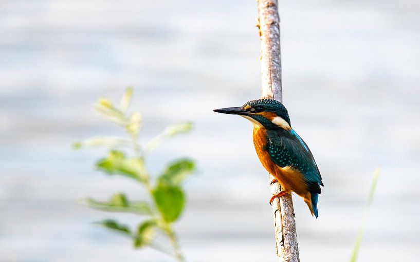 martin-pêcheur sur une branche au bord de l'eau par Jean's Photography