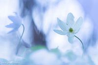 Buschwindröschen in kühlen Farbtönen