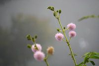 Mimosa in mist: tranquillity and softness