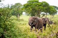 Elephants in the African green landscape / Nature photography / Uganda