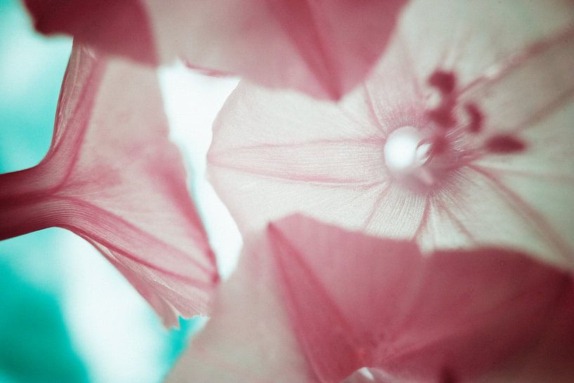 Flowers macro infrared by Lars Beekman