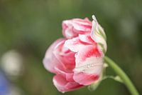 Nahaufnahme einer Tulpe in pink und weiß in voller Blüte mit Regentrop