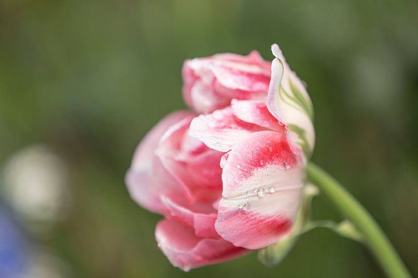Gros plan sur une tulipe rose et blanche en pleine floraison avec des gouttes de pluie par Joachim Küster