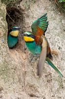 Le guêpier nourrit ses petits