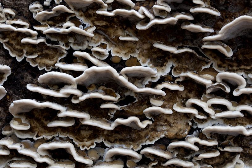 Nahaufnahme eines Feenbechers oder Trametes versicolor vor einem Baum von W J Kok