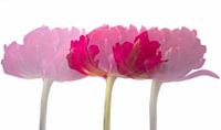 Tulips in triplicate