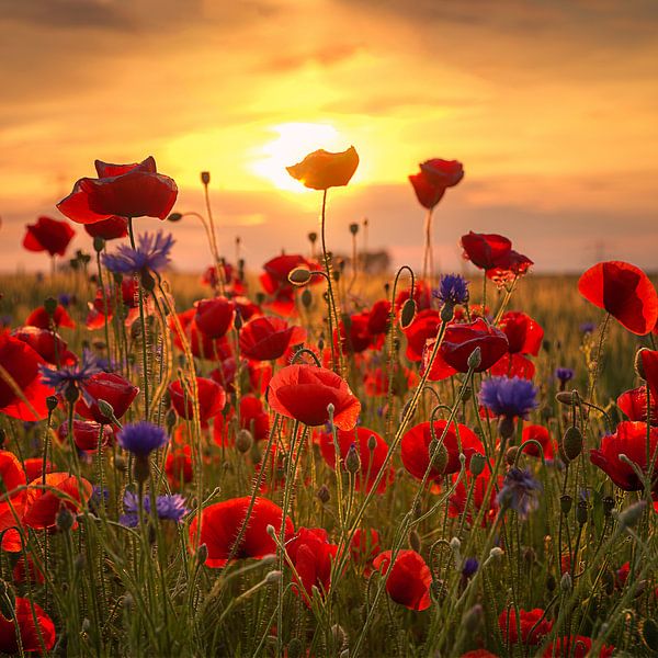 Coquelicots par Steffen Gierok