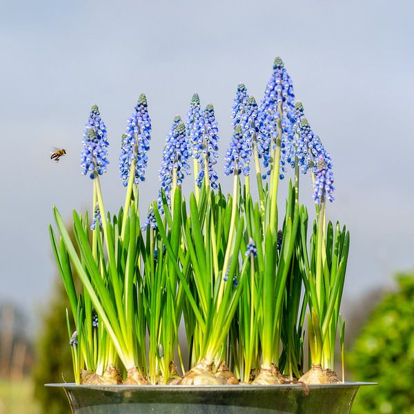 Frühlingsstrauß mit einer glücklichen Biene von Hannie Kassenaar