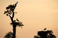 Storks along the IJssel
