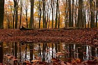Autumn in the woods on the Veluwe (reflection of Speulderbos)