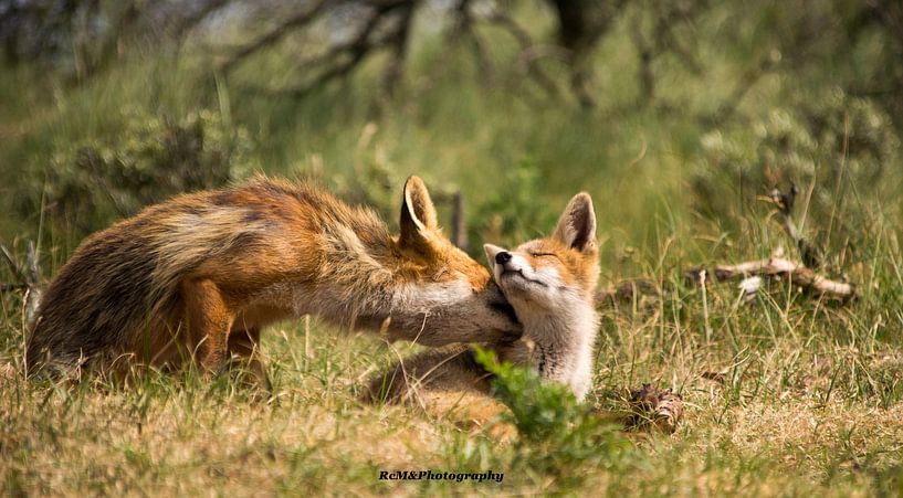 Moeder liefde. par Robert Moeliker
