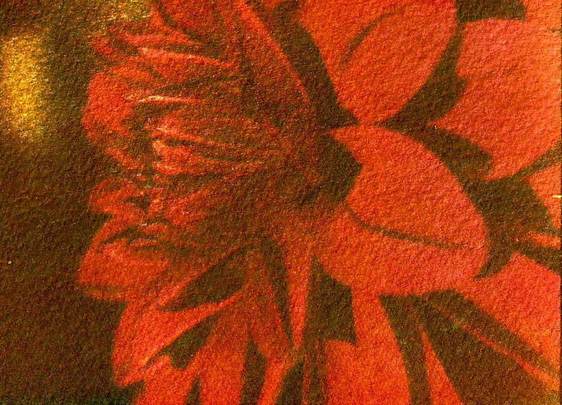 Dahlia par Jeroen ten Caat