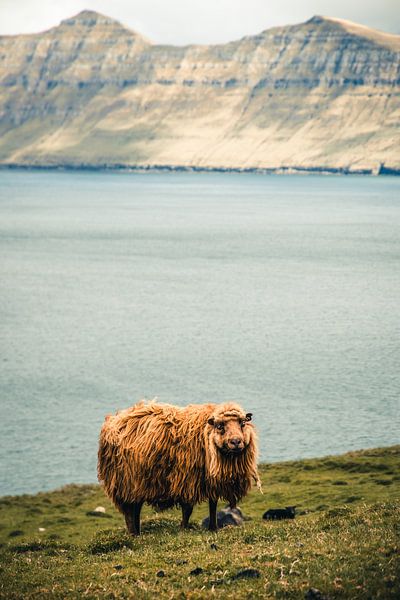 Les moutons dans les îles Féroé par Expeditie Aardbol