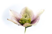 Weiß rosa Rebenwurzel