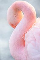 Pink Flamingo