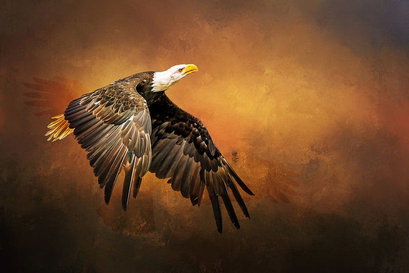 Fliegender Seeadler (American white taille) von Diana van Tankeren