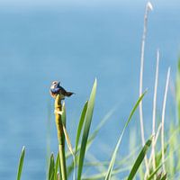 Blaukehlchen im Schilf