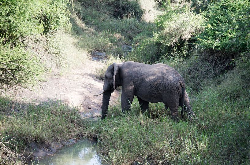 een wilde olifant steekt de rivier over par ChrisWillemsen