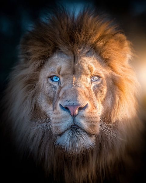Löwenporträt von fernlichtsicht