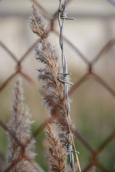 Gegensätze von Ivon Hamers