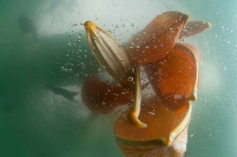 Dalmatian Pelicans fishing by AGAMI Photo Agency