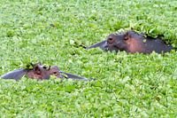 Hippo Salat