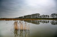 Stille im neuen Dordtse Biesbosch