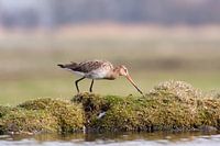 Grutto aan de waterkant