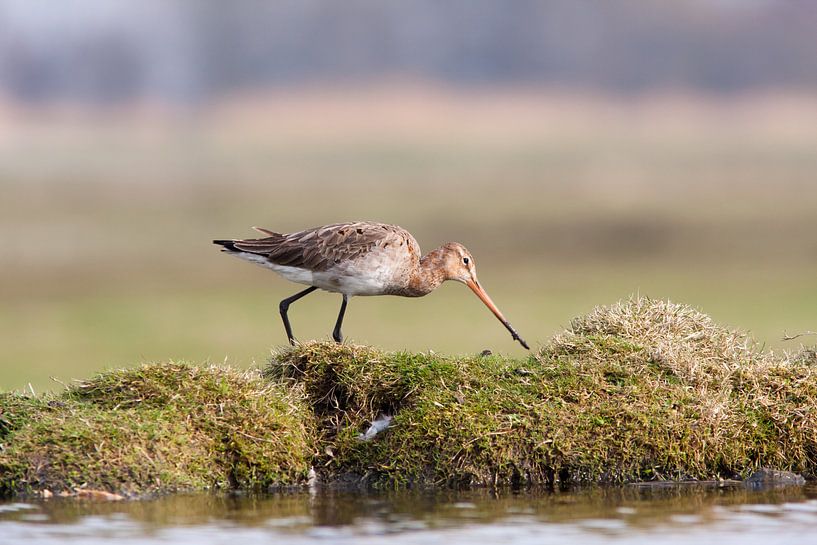 Grutto aan de waterkant von Klaas Hollebeek