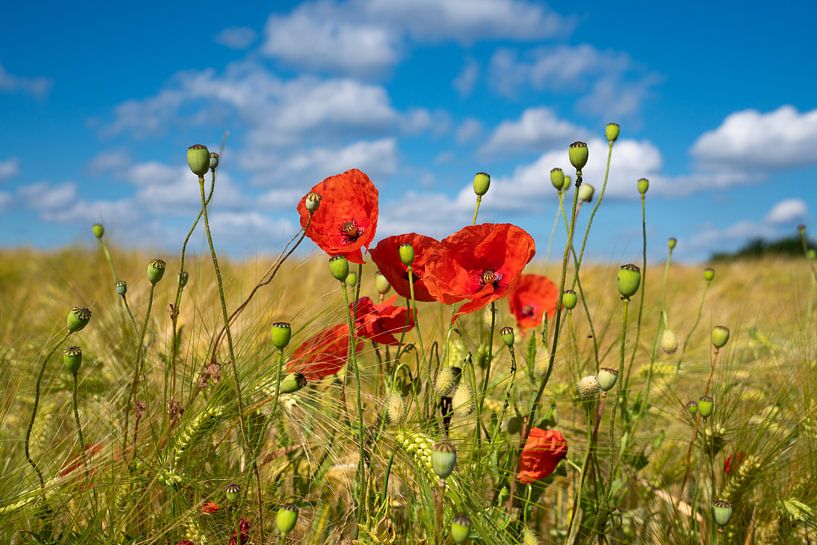 Mohn im Kornfeld von Alexander Ludwig